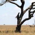 TZA MAR SerengetiNP 2016DEC24 RoadB144 014 : 2016, 2016 - African Adventures, Africa, Date, December, Eastern, Mara, Month, Places, Road B144, Serengeti National Park, Tanzania, Trips, Year